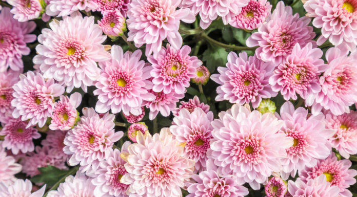 Flores en la frontera Lo que debes saber antes de cruzar por el Día de las Madres