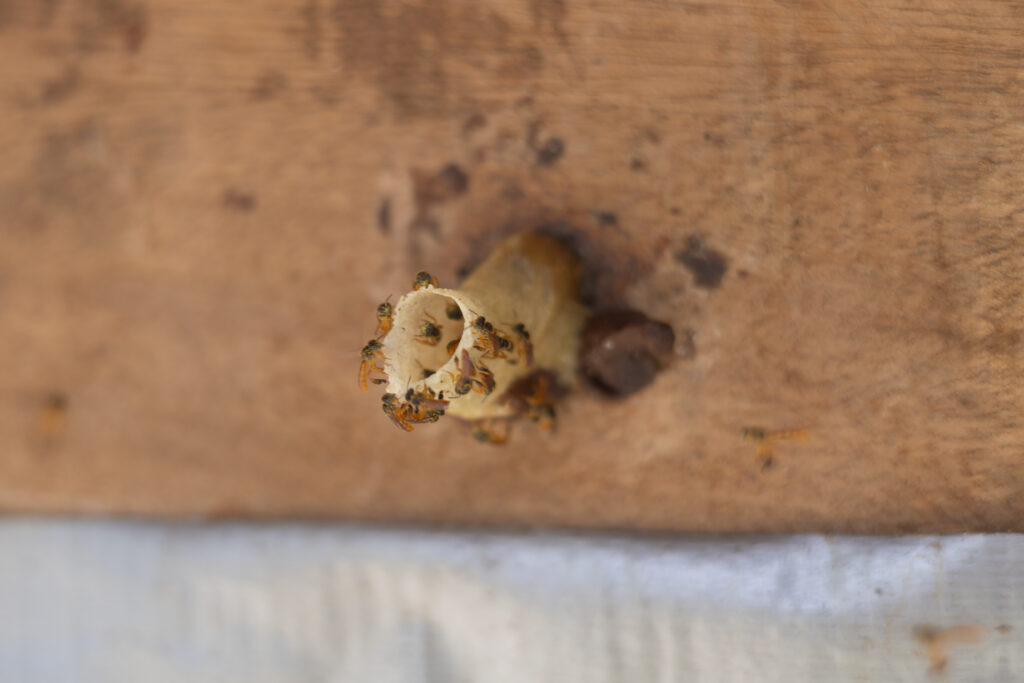 Las abejas que salvaron la vida de un agricultor maya en Belic
