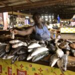 Tilapia para el futuro la granja familiar que inspira un modelo nacional