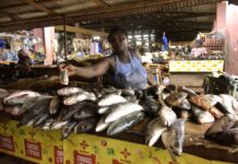 Tilapia para el futuro la granja familiar que inspira un modelo nacional