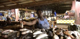 Tilapia para el futuro la granja familiar que inspira un modelo nacional