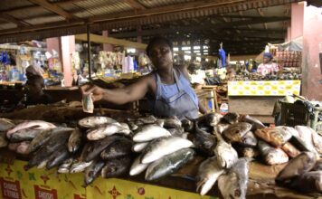 Tilapia para el futuro la granja familiar que inspira un modelo nacional
