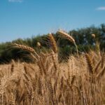 ¿Cuánto cuesta comer sano Lo que debes saber sobre seguridad alimentaria global