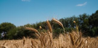 ¿Cuánto cuesta comer sano Lo que debes saber sobre seguridad alimentaria global