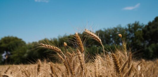 ¿Cuánto cuesta comer sano Lo que debes saber sobre seguridad alimentaria global
