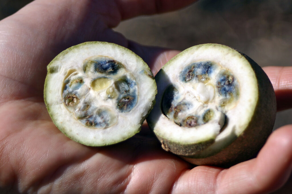 Colorante azul natural de jagua una oportunidad económica y ecológica para Colombia