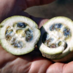 Colorante azul natural de jagua una oportunidad económica y ecológica para Colombia