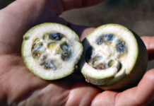 Colorante azul natural de jagua una oportunidad económica y ecológica para Colombia
