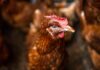 Gripe aviar: una amenaza global que va más allá de las aves