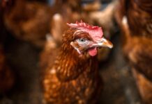 Gripe aviar: una amenaza global que va más allá de las aves