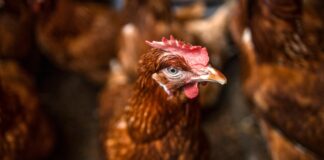 Gripe aviar: una amenaza global que va más allá de las aves