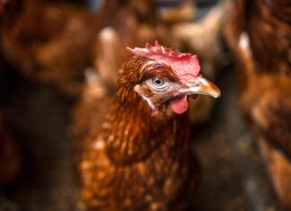 Gripe aviar: una amenaza global que va más allá de las aves