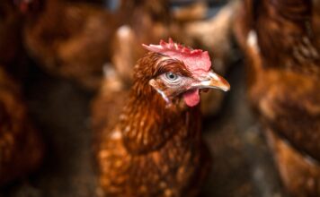 Gripe aviar: una amenaza global que va más allá de las aves
