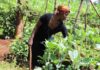 Cómo la agricultura sostenible transformó una tierra estéril en una granja próspera