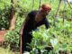 Cómo la agricultura sostenible transformó una tierra estéril en una granja próspera