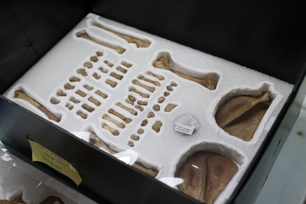 El hallazgo que revela el esplendor mexica 19 mil tesoros ocultos bajo el Templo Mayor