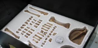 El hallazgo que revela el esplendor mexica 19 mil tesoros ocultos bajo el Templo Mayor