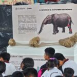 Hallazgo de gonfoterio en Guerrero revela presencia de megafauna en el Pleistoceno