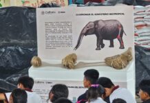 Hallazgo de gonfoterio en Guerrero revela presencia de megafauna en el Pleistoceno