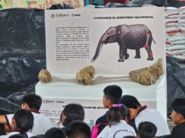 Hallazgo de gonfoterio en Guerrero revela presencia de megafauna en el Pleistoceno