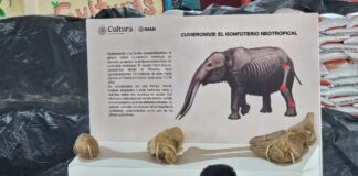 Hallazgo de gonfoterio en Guerrero revela presencia de megafauna en el Pleistoceno