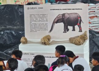 Hallazgo de gonfoterio en Guerrero revela presencia de megafauna en el Pleistoceno