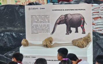 Hallazgo de gonfoterio en Guerrero revela presencia de megafauna en el Pleistoceno