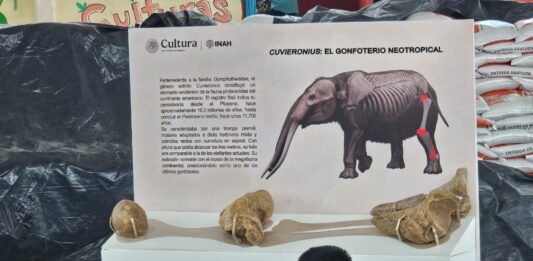 Hallazgo de gonfoterio en Guerrero revela presencia de megafauna en el Pleistoceno