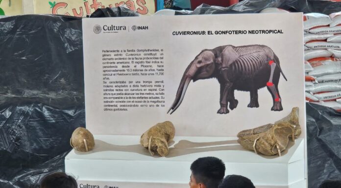 Hallazgo de gonfoterio en Guerrero revela presencia de megafauna en el Pleistoceno