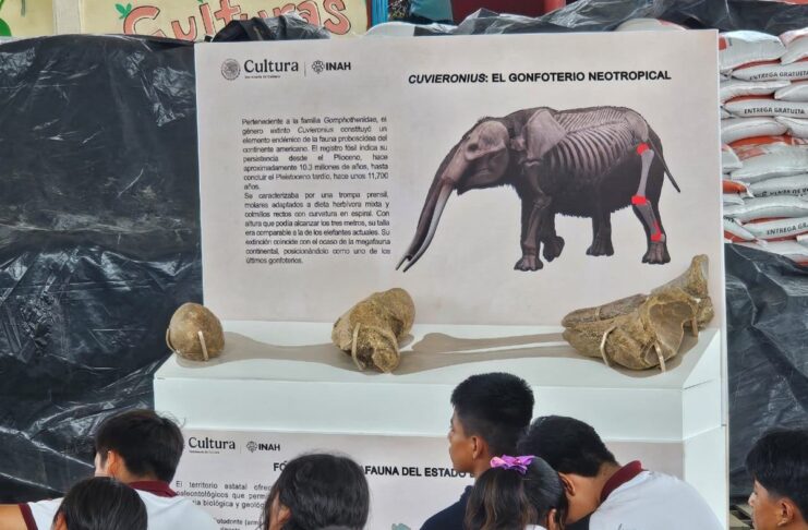 Hallazgo de gonfoterio en Guerrero revela presencia de megafauna en el Pleistoceno