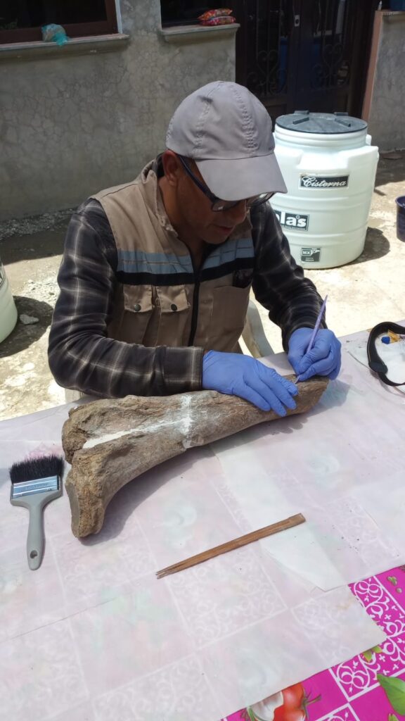 Hallazgo de gonfoterio en Guerrero revela presencia de megafauna en el Pleistoceno 