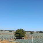 México y Colombia unen fuerzas para proteger sus paisajes culturales del tequila y el café