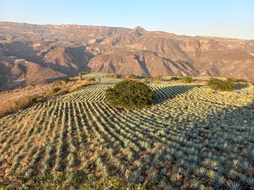 México y Colombia unen fuerzas para proteger sus paisajes culturales del tequila y el café 