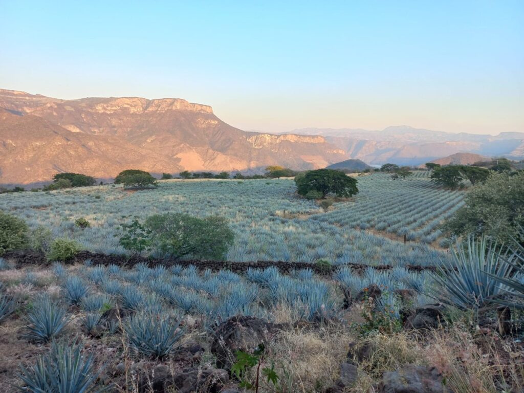 México y Colombia unen fuerzas para proteger sus paisajes culturales del tequila y el café 