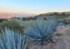 México y Colombia unen fuerzas para proteger sus paisajes culturales del tequila y el café