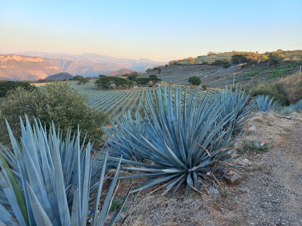 México y Colombia unen fuerzas para proteger sus paisajes culturales del tequila y el café