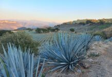 México y Colombia unen fuerzas para proteger sus paisajes culturales del tequila y el café