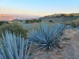 México y Colombia unen fuerzas para proteger sus paisajes culturales del tequila y el café