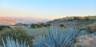 México y Colombia unen fuerzas para proteger sus paisajes culturales del tequila y el café
