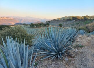 México y Colombia unen fuerzas para proteger sus paisajes culturales del tequila y el café