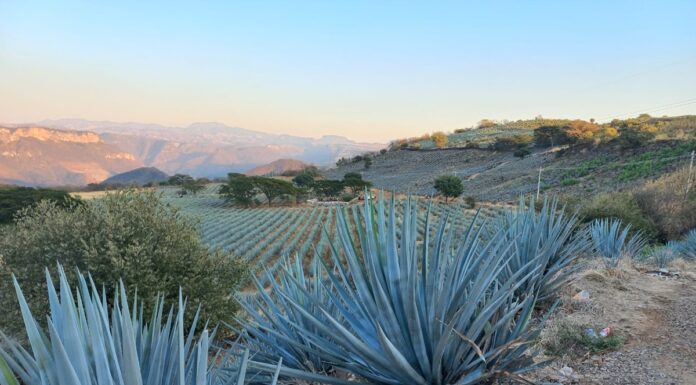 México y Colombia unen fuerzas para proteger sus paisajes culturales del tequila y el café