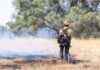 Nuevo visor interactivo revela el impacto de los incendios forestales en la vegetación de California
