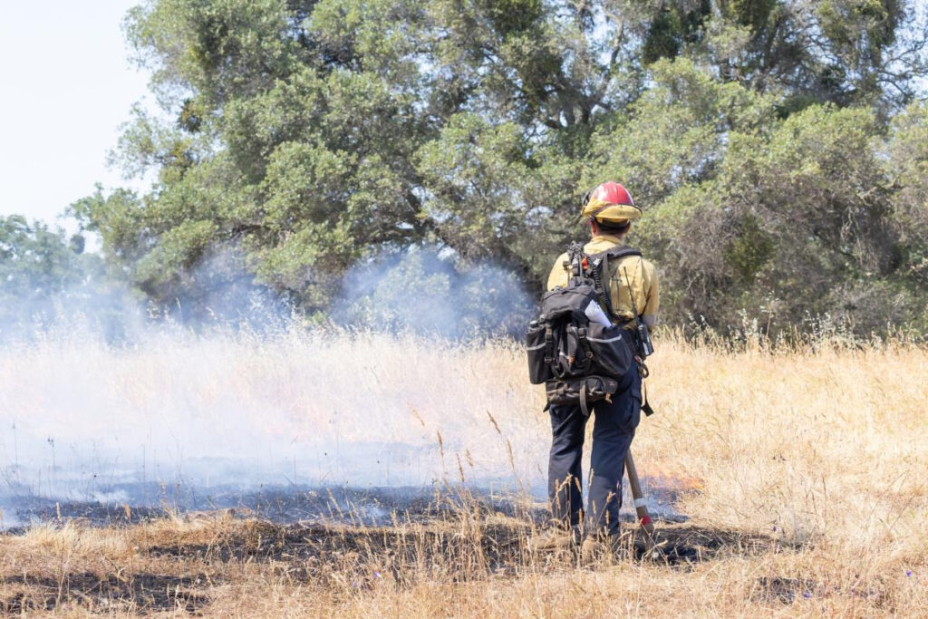 Nuevo visor interactivo revela el impacto de los incendios forestales en la vegetación de California