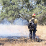 Nuevo visor interactivo revela el impacto de los incendios forestales en la vegetación de California