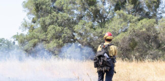 Nuevo visor interactivo revela el impacto de los incendios forestales en la vegetación de California