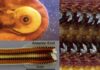 Científicos revelan cómo los quitones fabrican dientes ultraduros y magnéticos