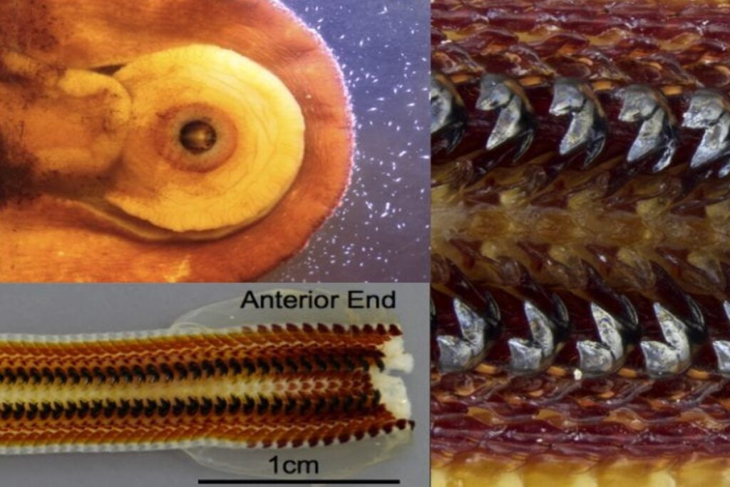 Científicos revelan cómo los quitones fabrican dientes ultraduros y magnéticos
