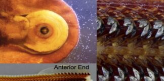 Científicos revelan cómo los quitones fabrican dientes ultraduros y magnéticos