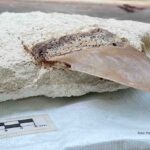 Descubren dientes de megalodón en Tulum: el primer hallazgo científico en Quintana Roo