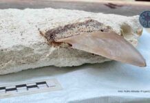 Descubren dientes de megalodón en Tulum: el primer hallazgo científico en Quintana Roo